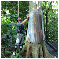 Helson installing a zinc around the tree to deter the continued predation of Oriental Pied hornbill chicks by monitor lizards
